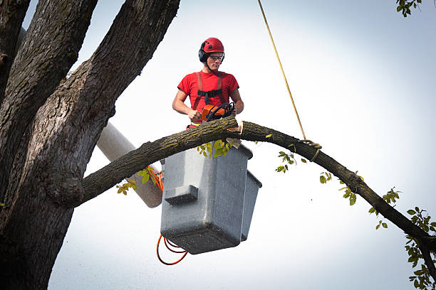 Residential Tree Removal